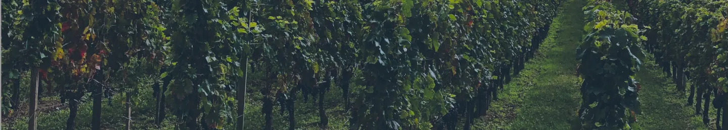Rebzeilen in einem Weinberg