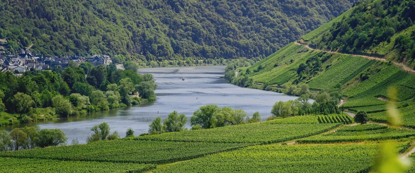 Weinberge an einem Flusstal in Deutschland